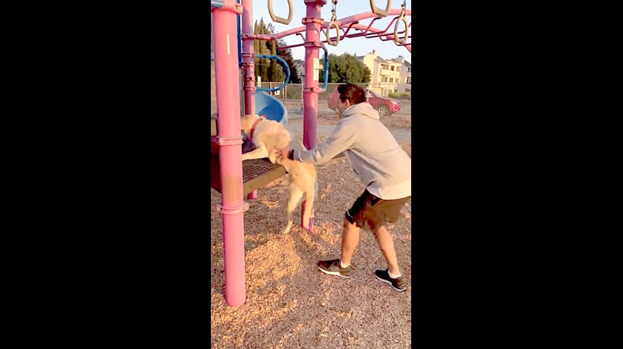 ラブラドールレトリーバー,動画