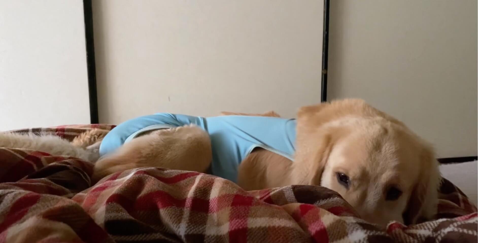 ゴールデンレトリーバー,動画