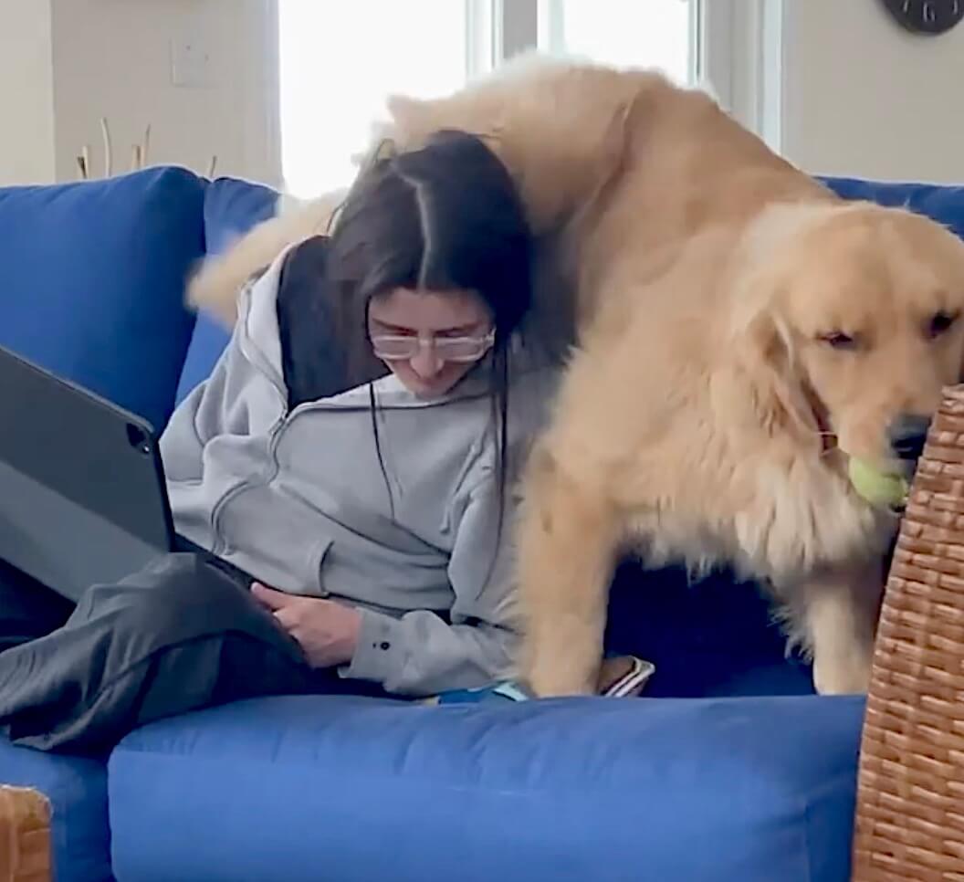 ゴールデンレトリーバー,動画