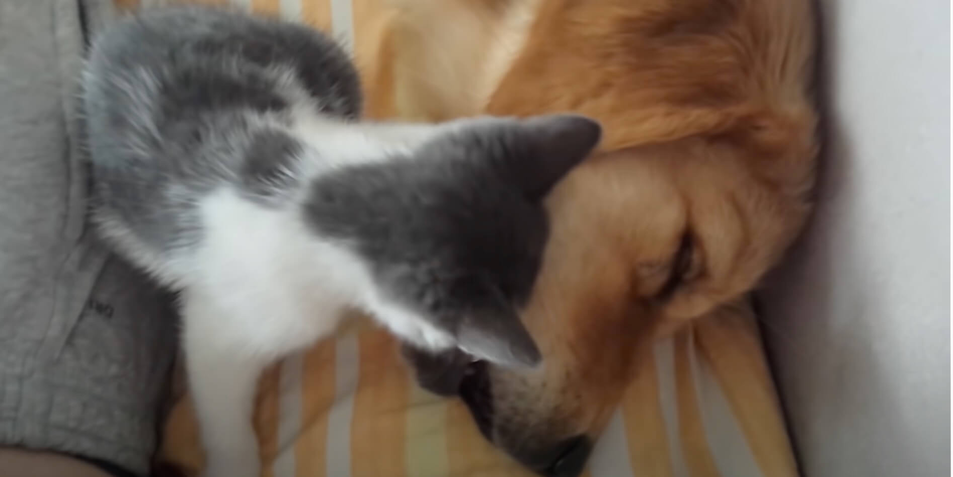 ゴールデンレトリーバー,動画