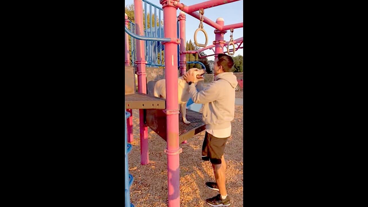 ラブラドールレトリーバー,動画