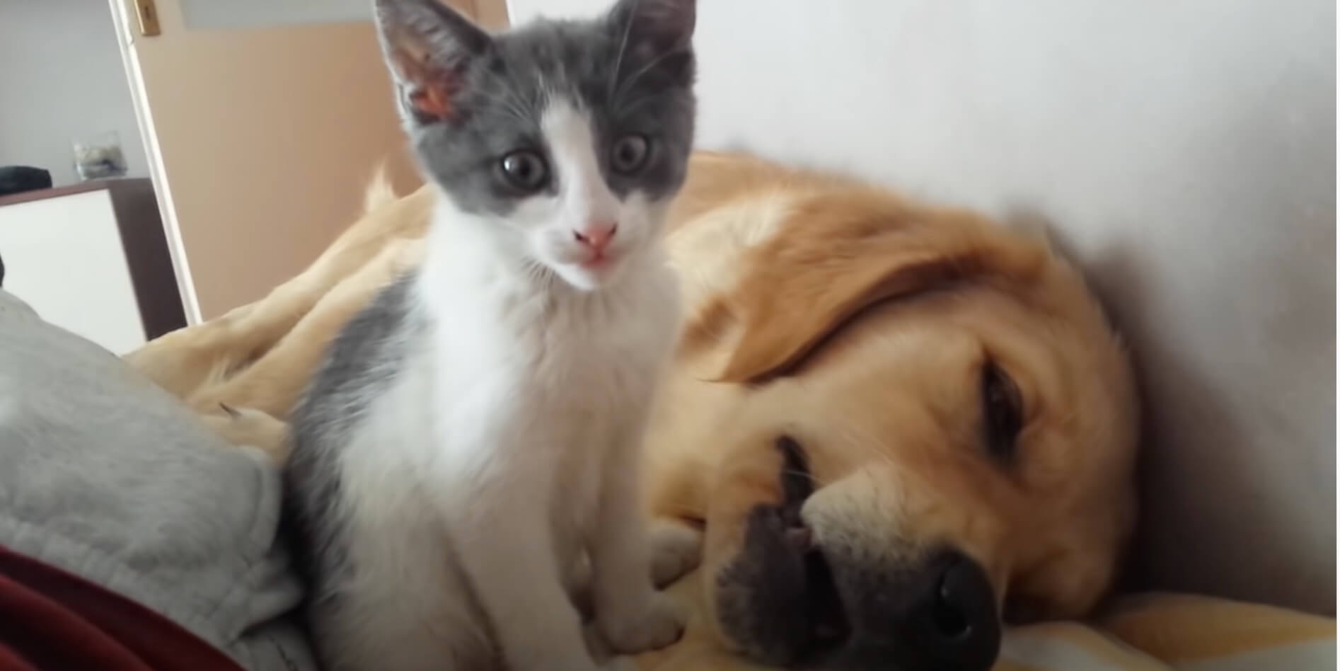 ゴールデンレトリーバー,動画