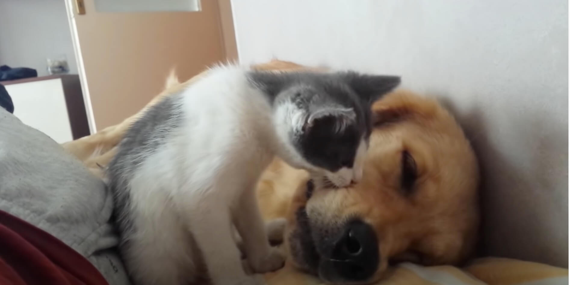 ゴールデンレトリーバー,動画