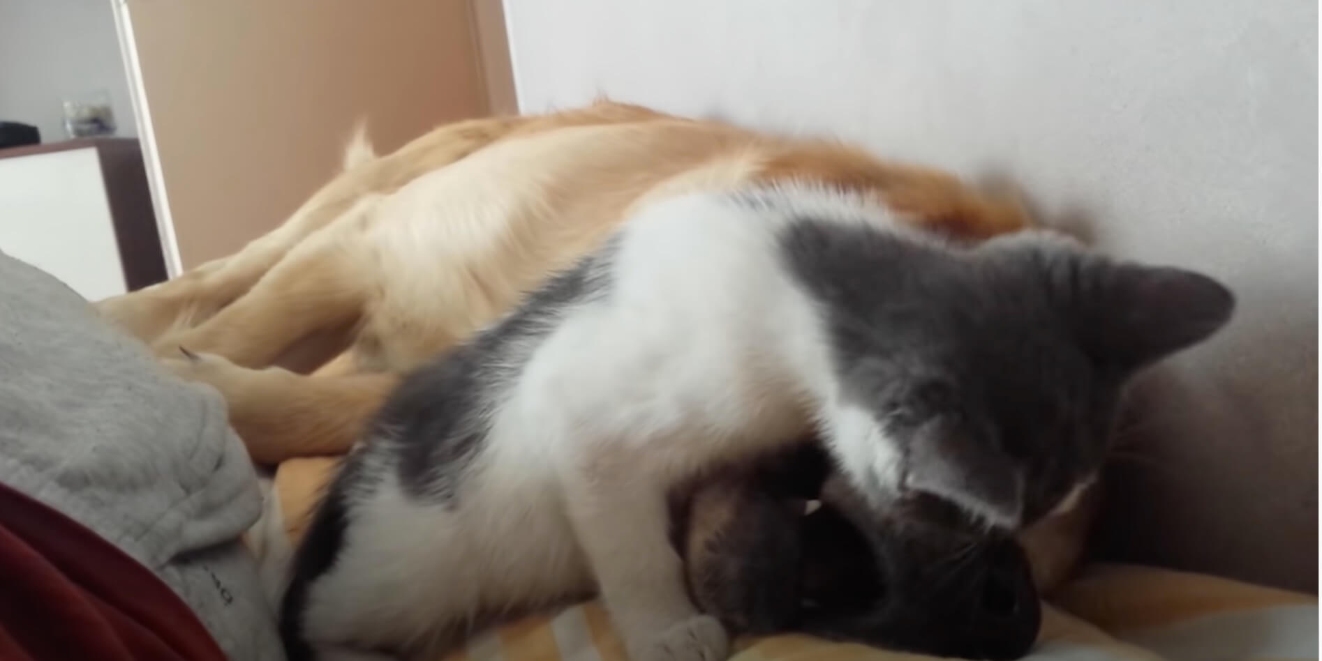 ゴールデンレトリーバー,動画