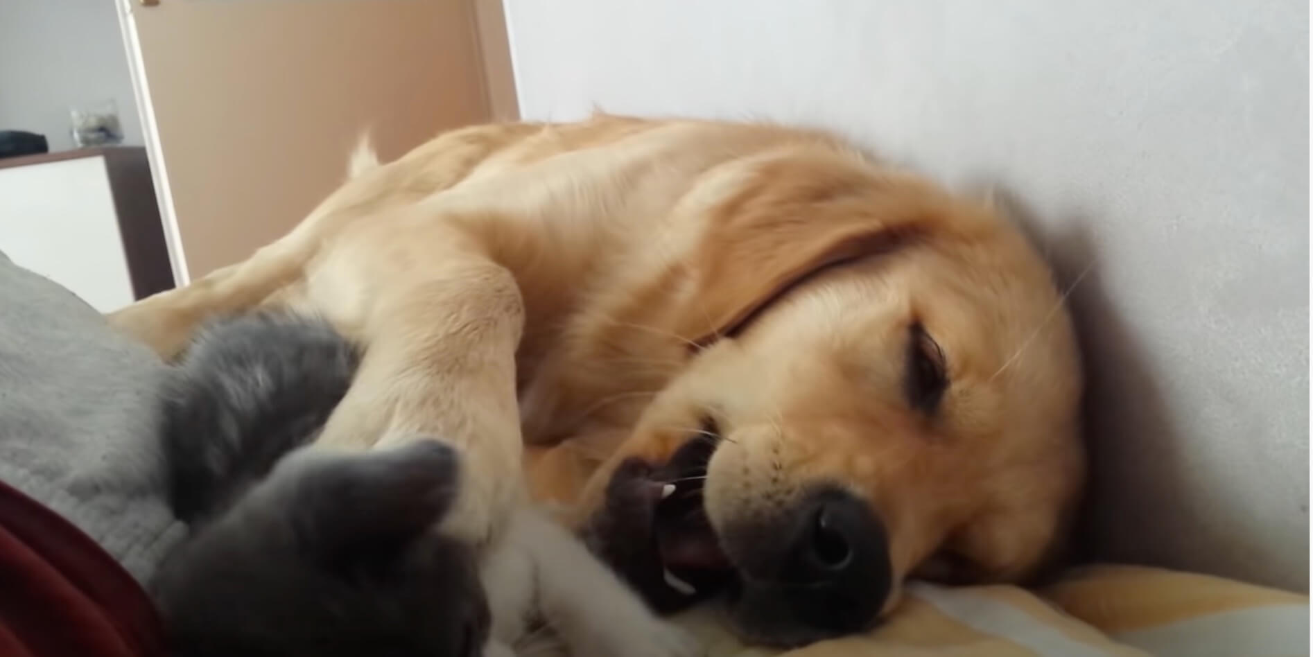 ゴールデンレトリーバー,動画