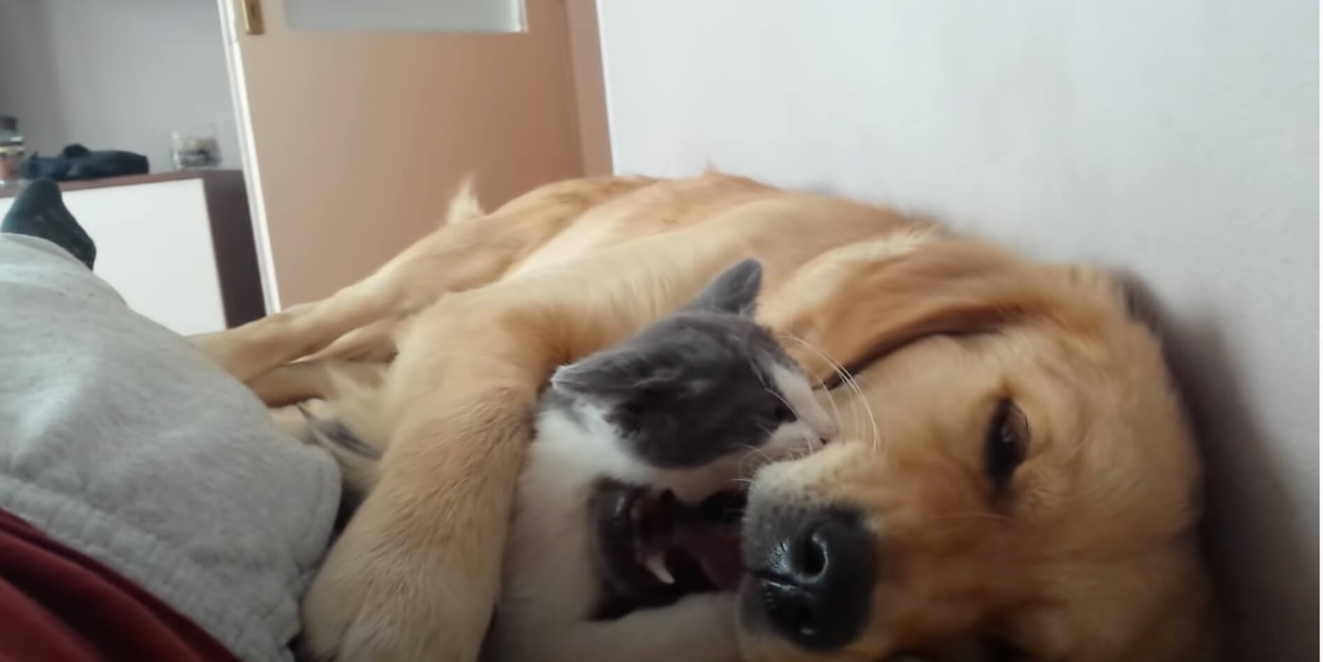 ゴールデンレトリーバー,動画