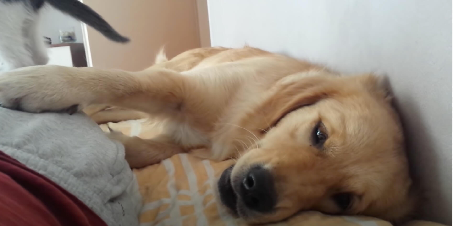 ゴールデンレトリーバー,動画