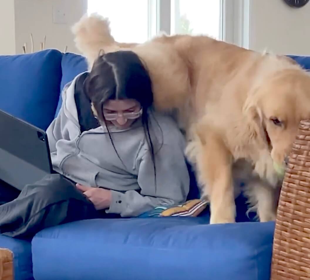 ゴールデンレトリーバー,動画