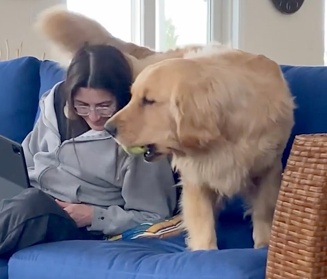 ゴールデンレトリーバー,動画