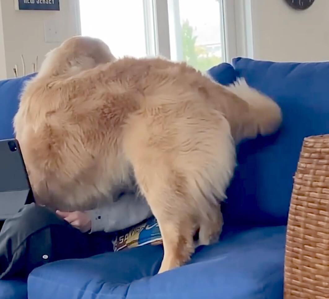 ゴールデンレトリーバー,動画