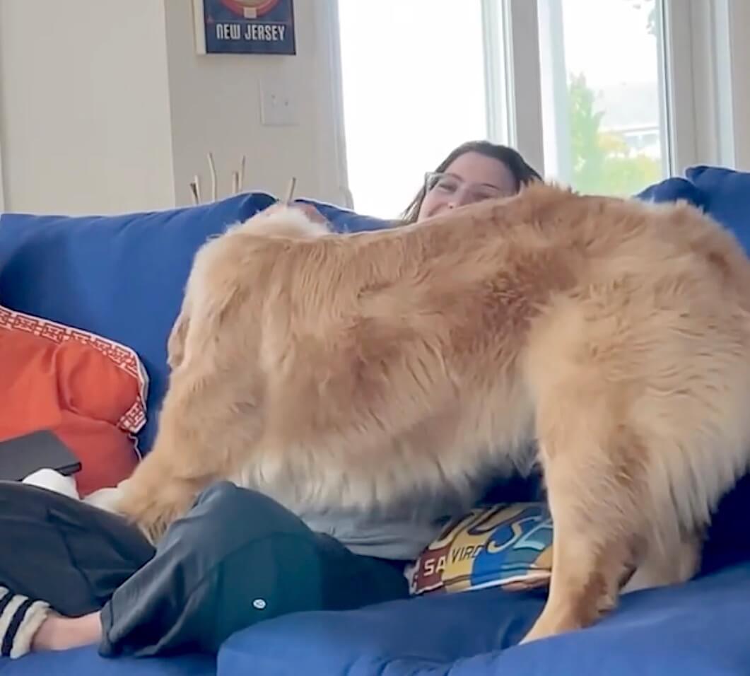 ゴールデンレトリーバー,動画