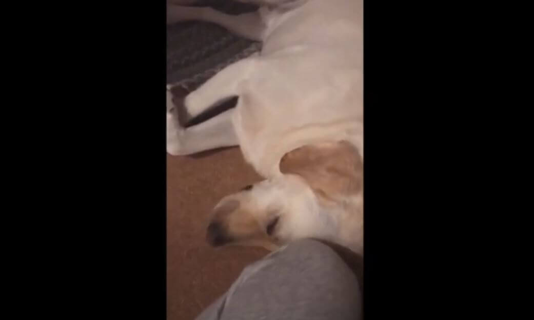 ラブラドールレトリーバー,動画