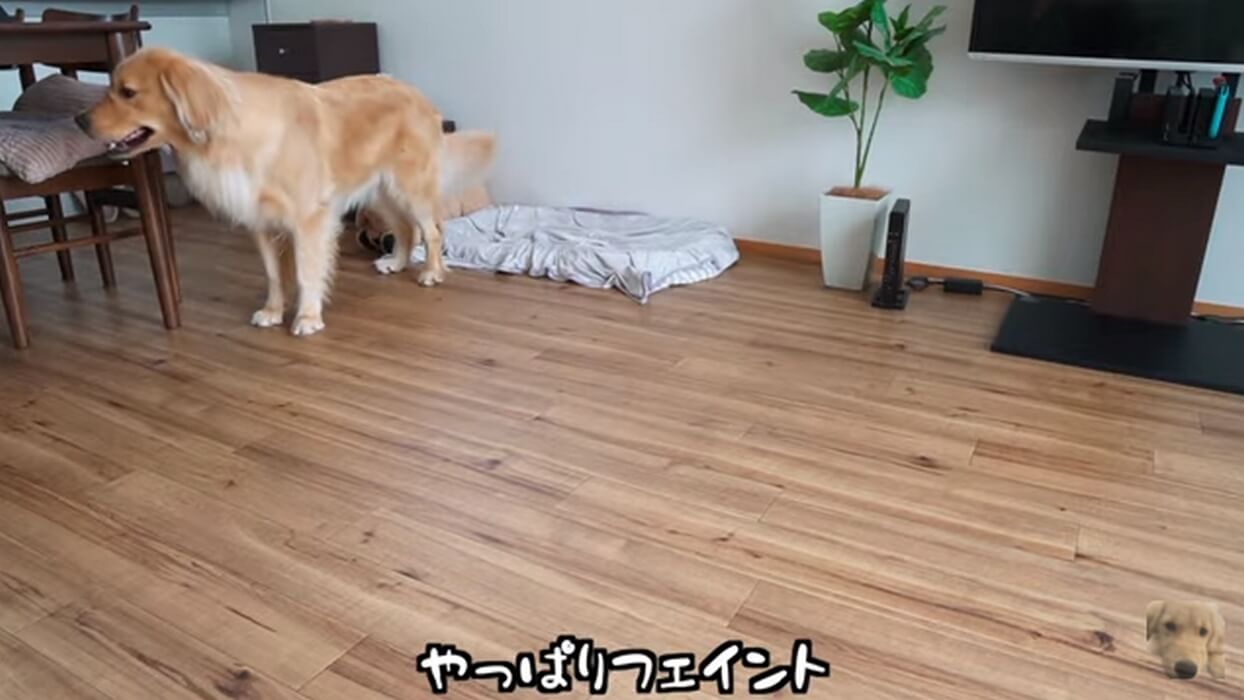 ゴールデンレトリーバー,動画