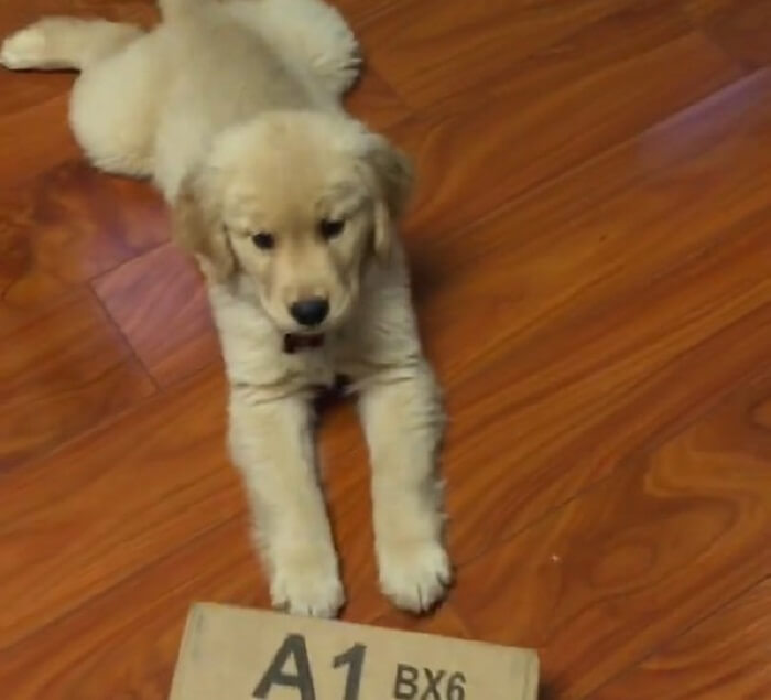 ゴールデンレトリーバー,動画