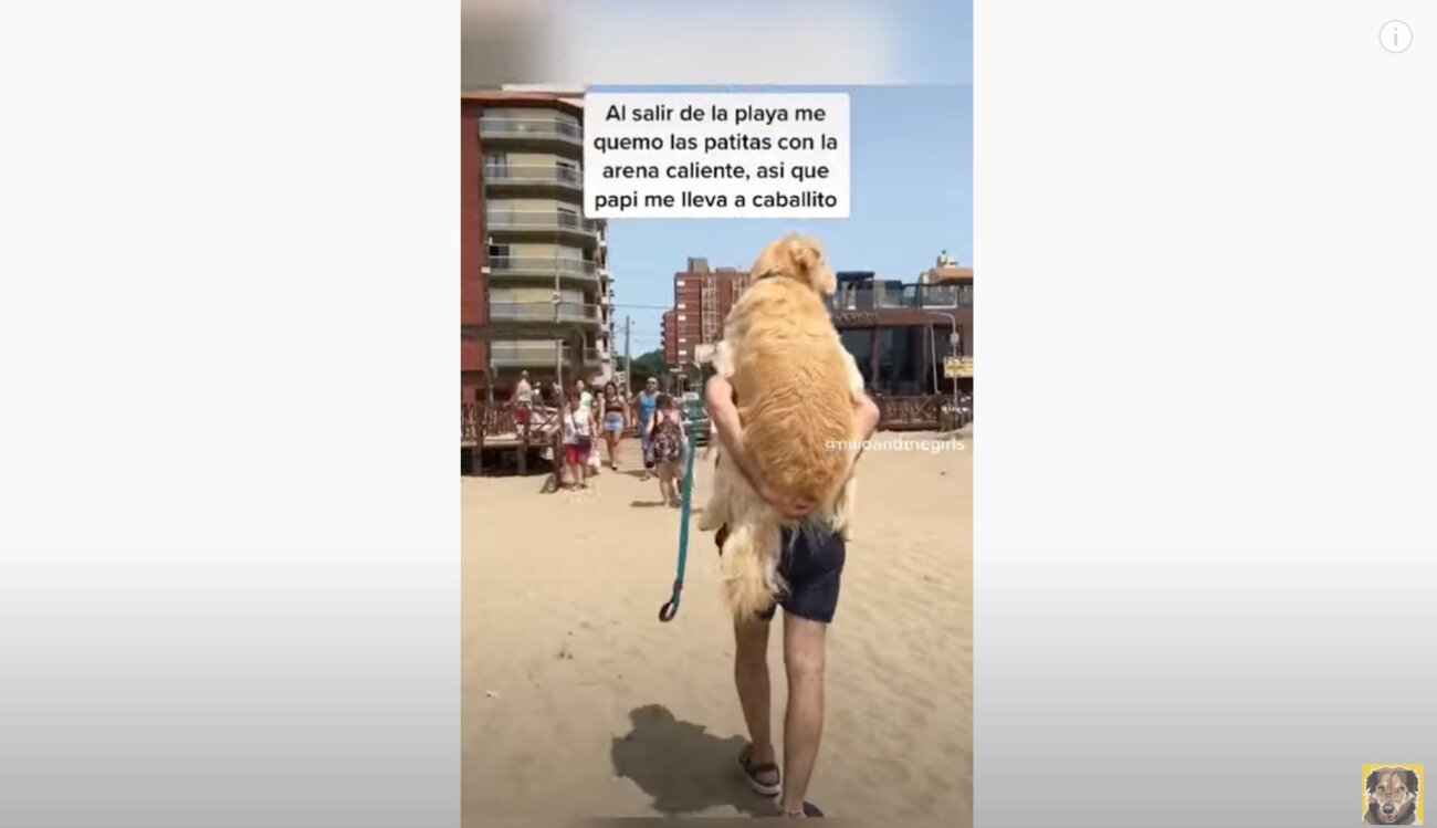 ゴールデンレトリーバー,動画