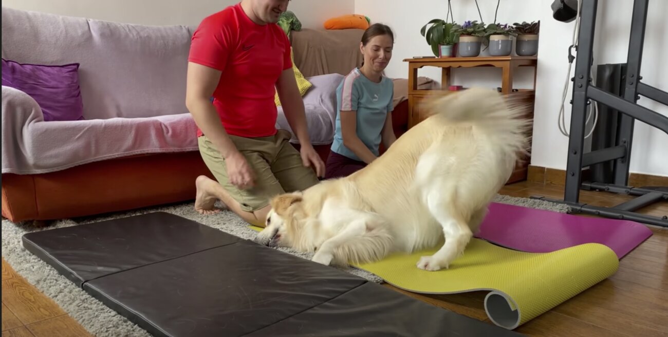 ゴールデンレトリーバー,動画