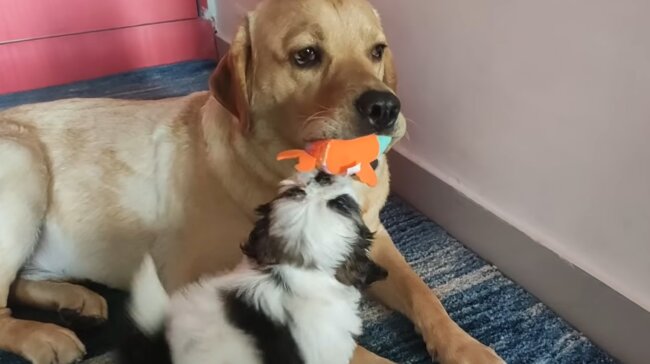 ラブラドールレトリーバー,動画