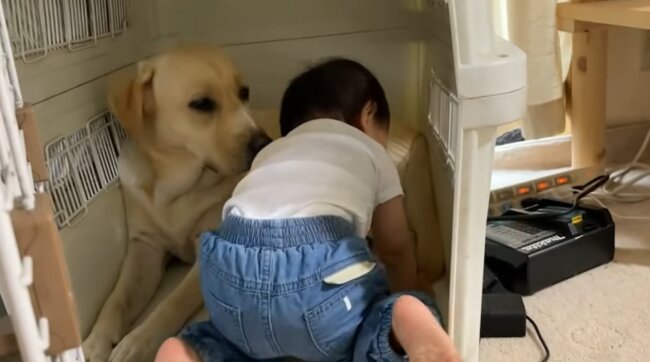 ラブラドールレトリーバー,動画