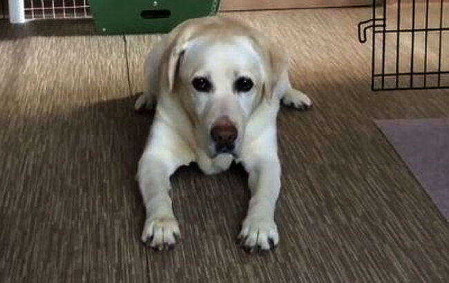 ラブラドールレトリーバー,動画