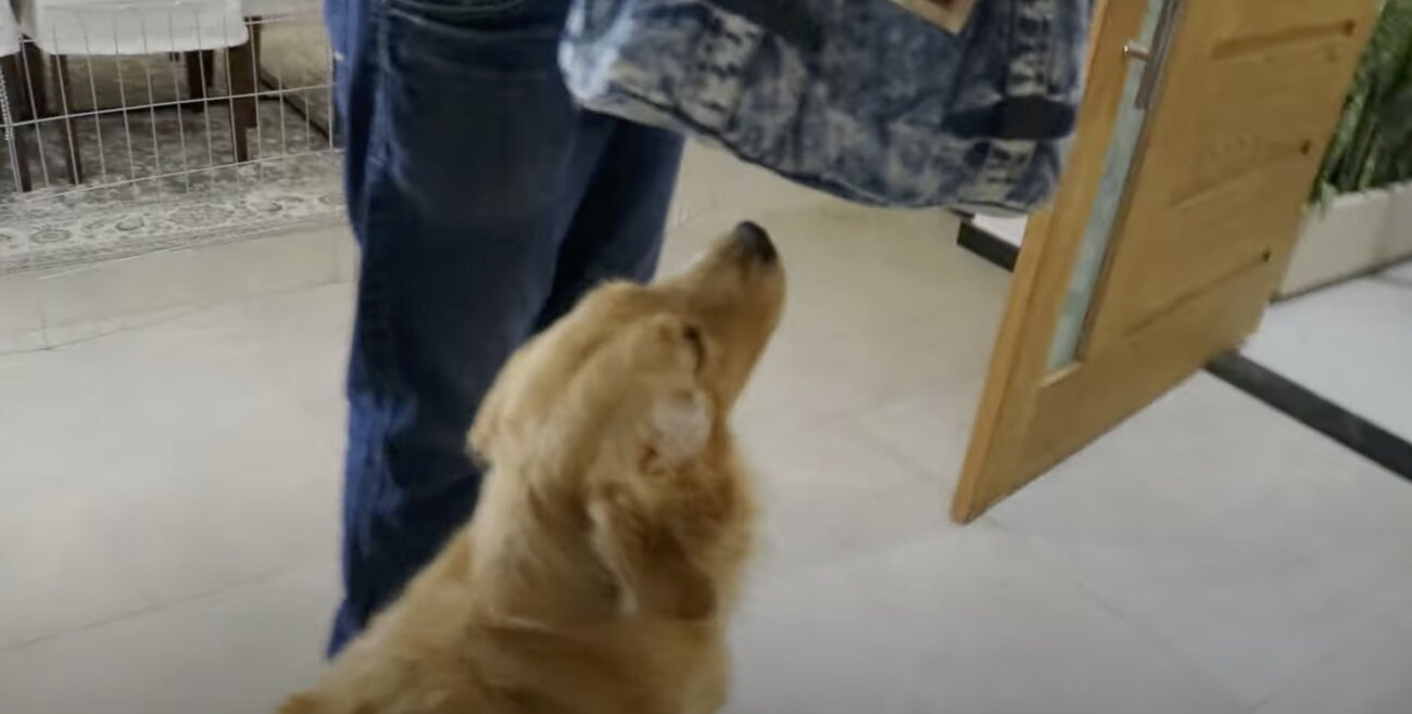 ゴールデンレトリーバー,動画