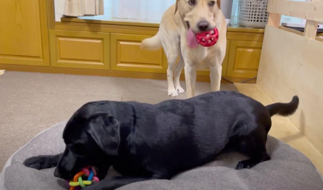 ラブラドールレトリーバー,動画