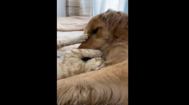 ゴールデンレトリーバー,動画