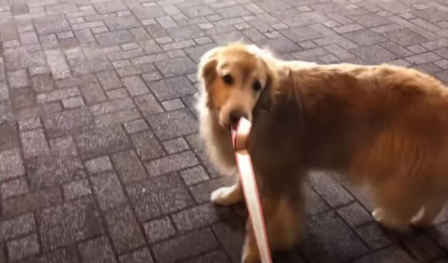 ゴールデンレトリーバー,動画