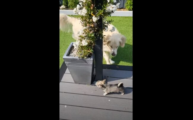 ゴールデンレトリーバー,動画