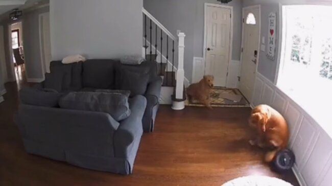 ゴールデンレトリーバー,動画