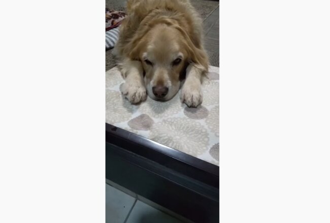 ゴールデンレトリーバー,動画