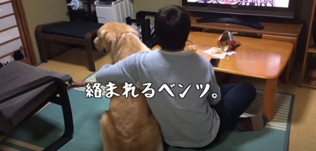 ゴールデンレトリーバー,動画