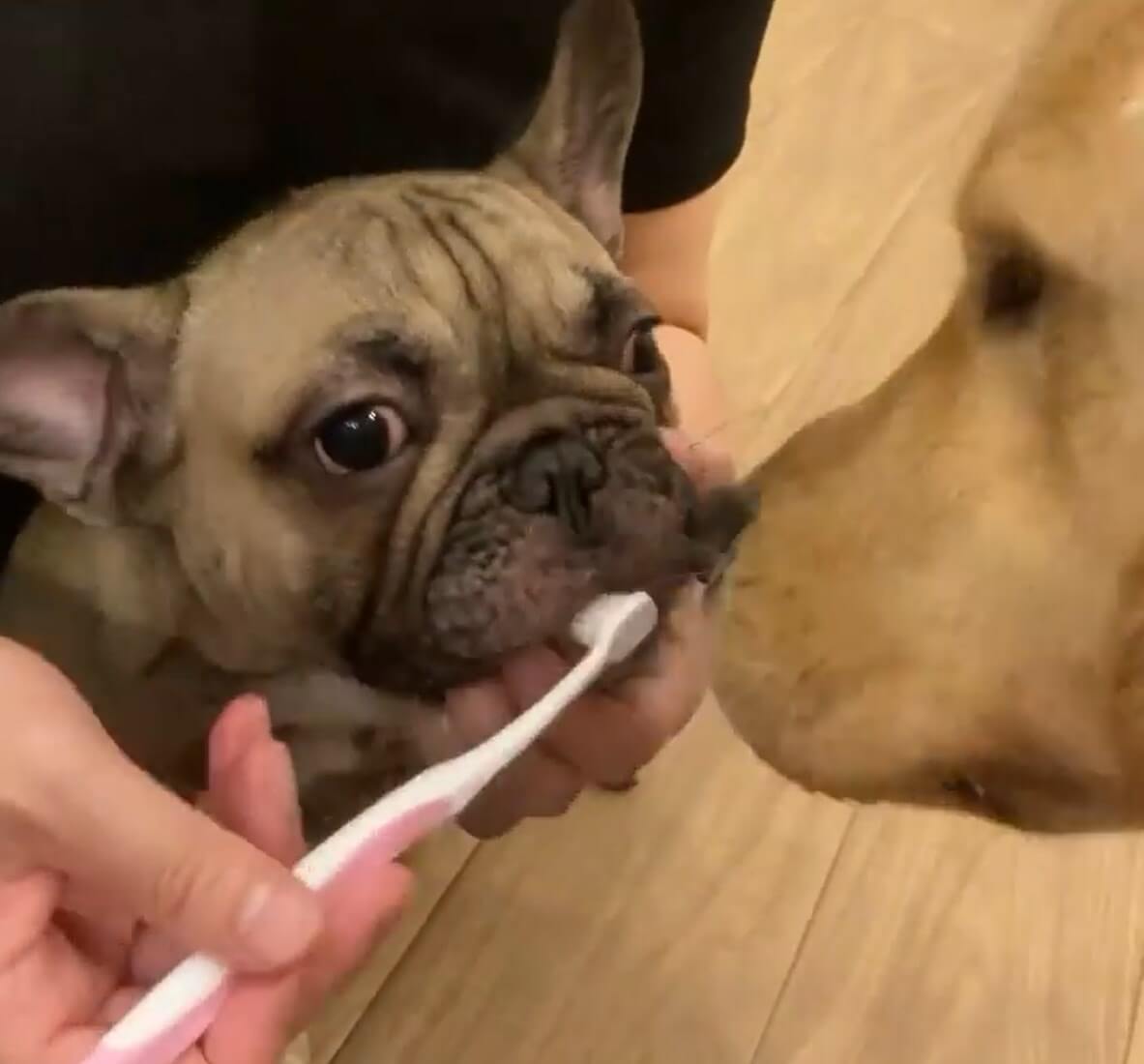 ゴールデンレトリーバー,動画