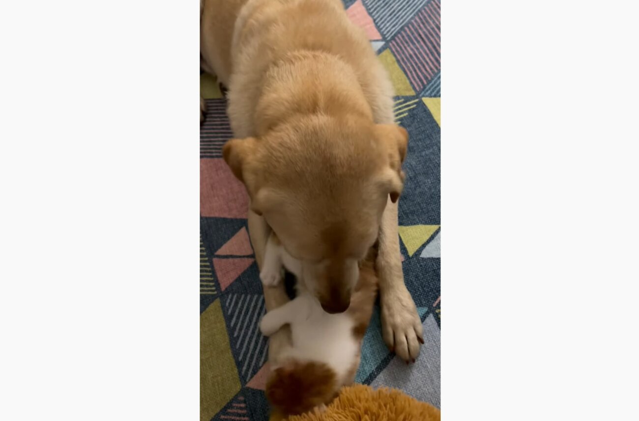 ラブラドールレトリーバー,動画