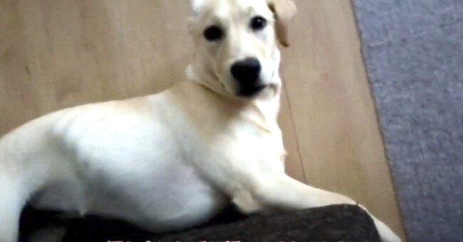 ラブラドールレトリーバー,動画