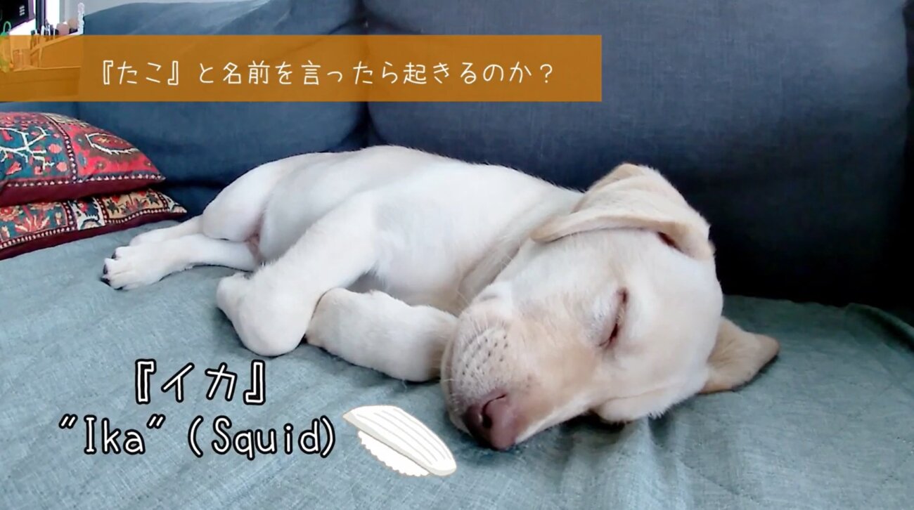 ラブラドールレトリーバー,動画