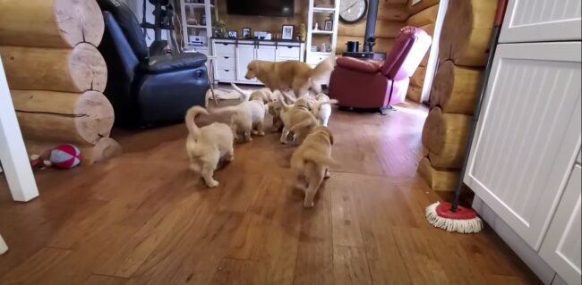 ゴールデンレトリーバー,動画