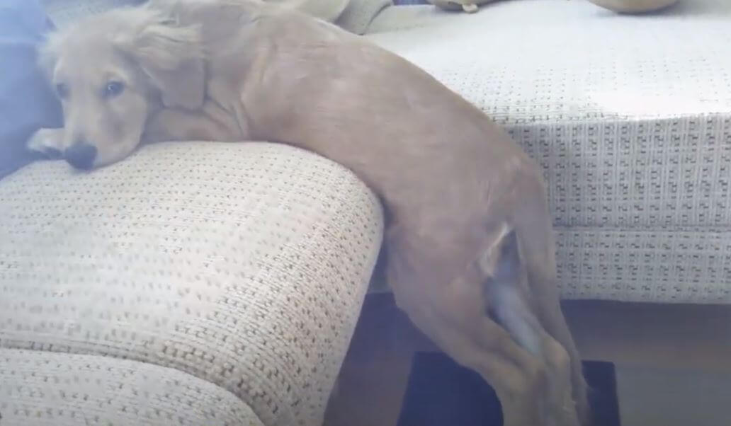 ゴールデンレトリーバー,動画