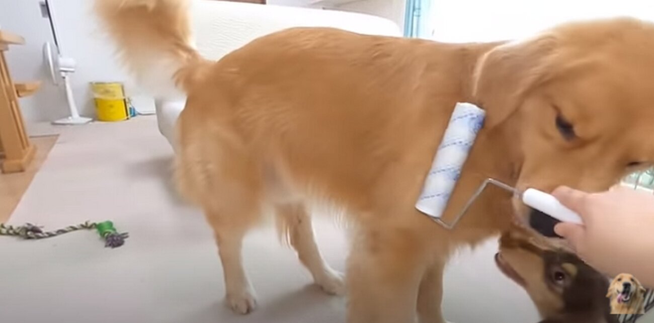 ゴールデンレトリーバー,動画