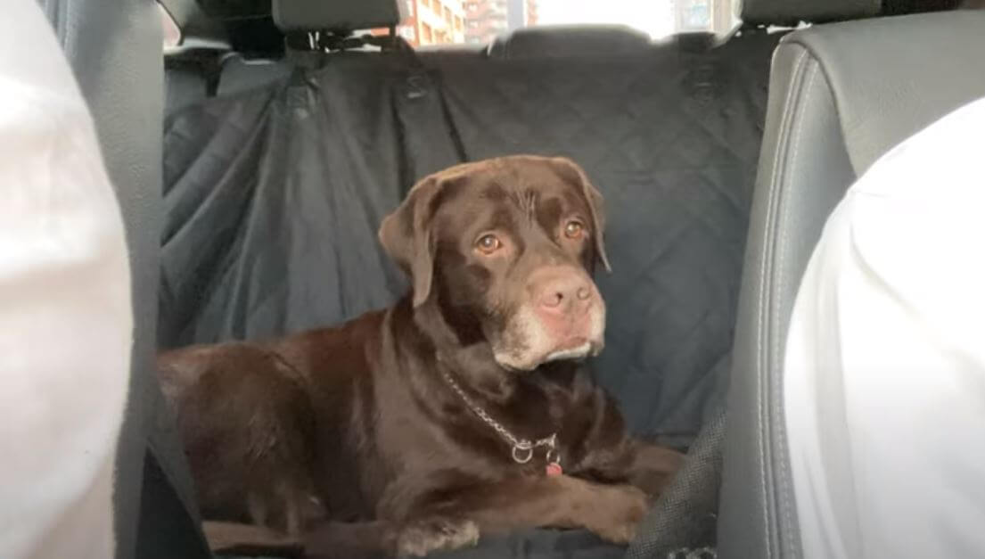 ラブラドールレトリーバー,動画