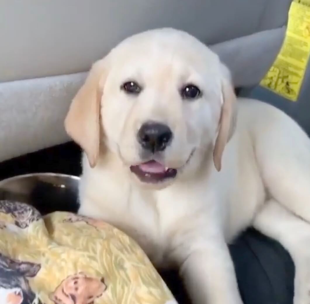 ラブラドールレトリーバー,動画