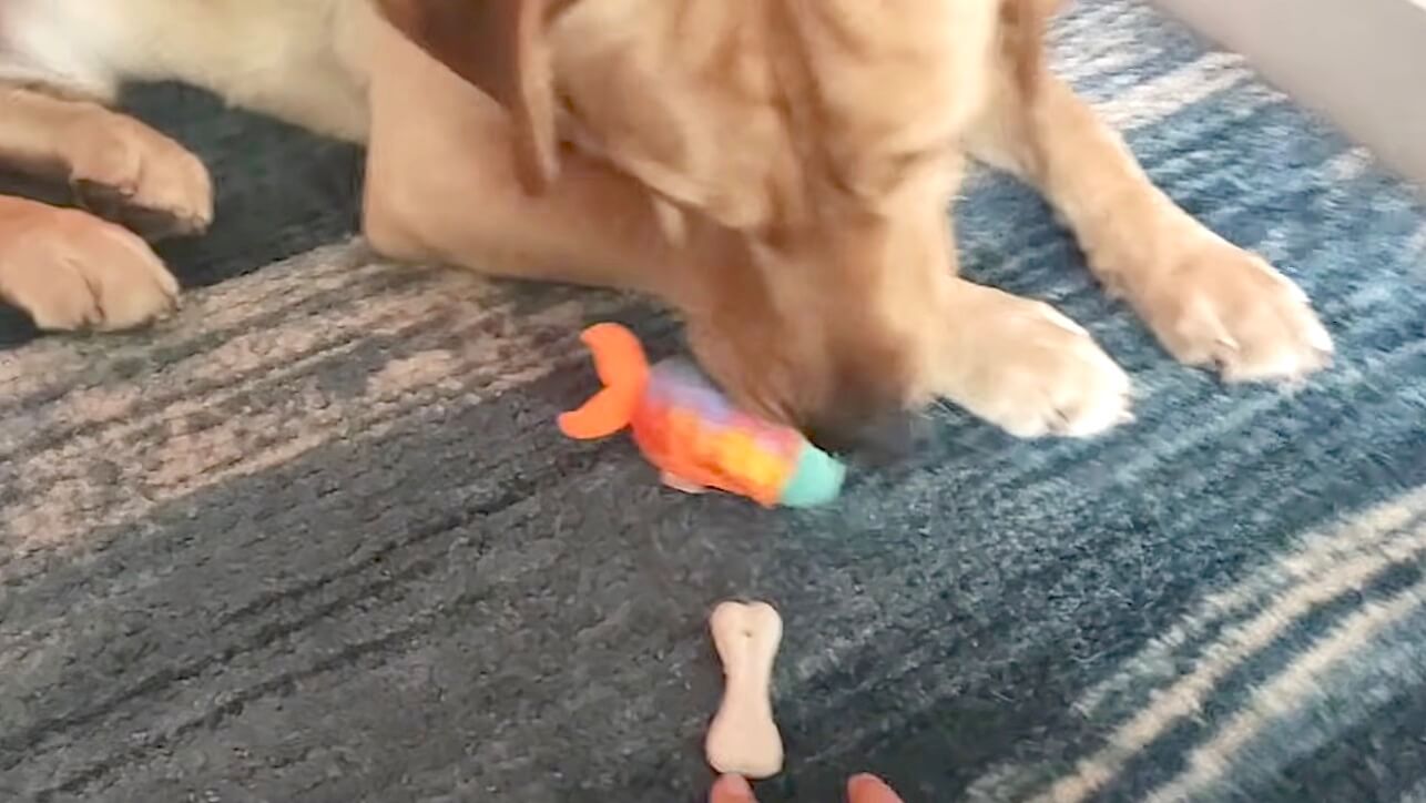 ラブラドールレトリーバー,動画