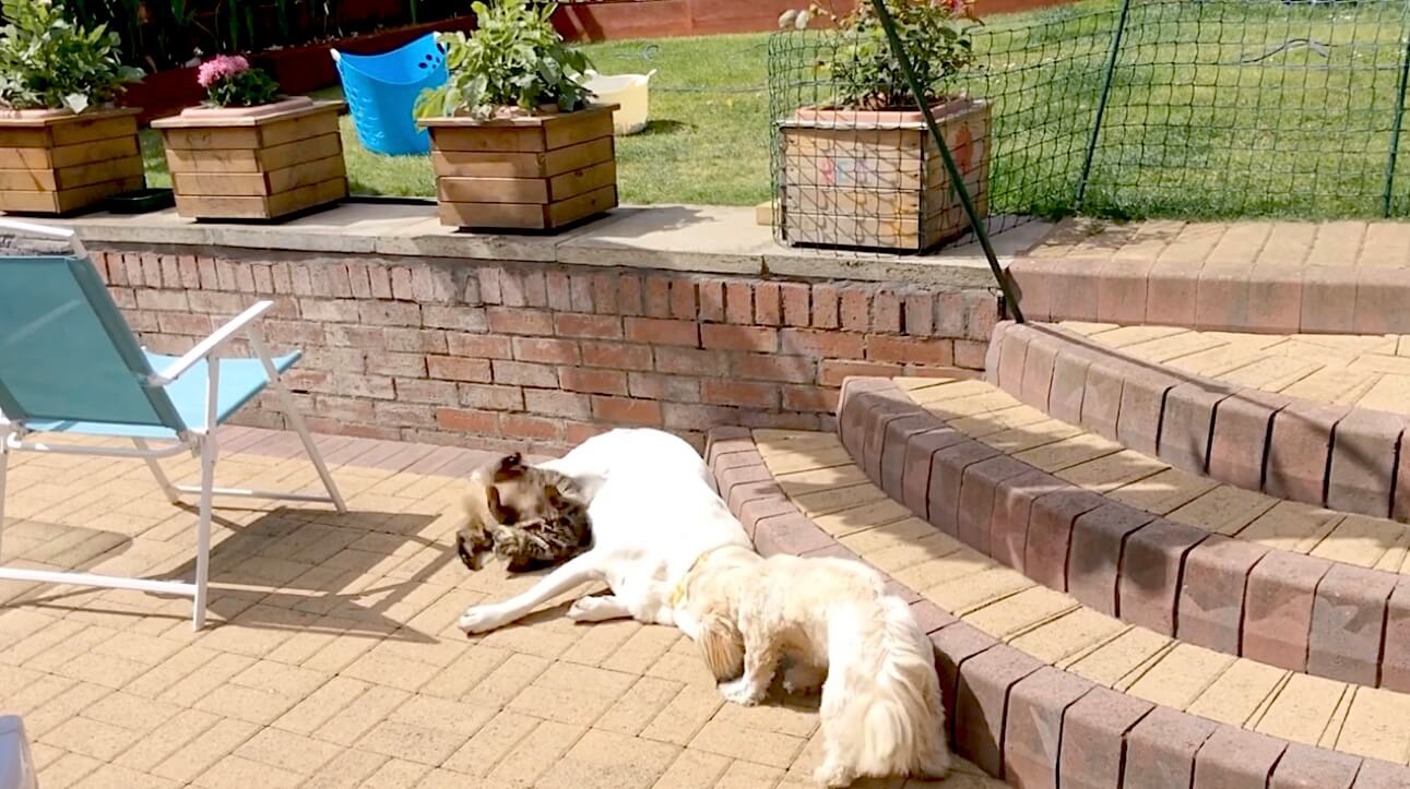 ラブラドールレトリーバー,動画