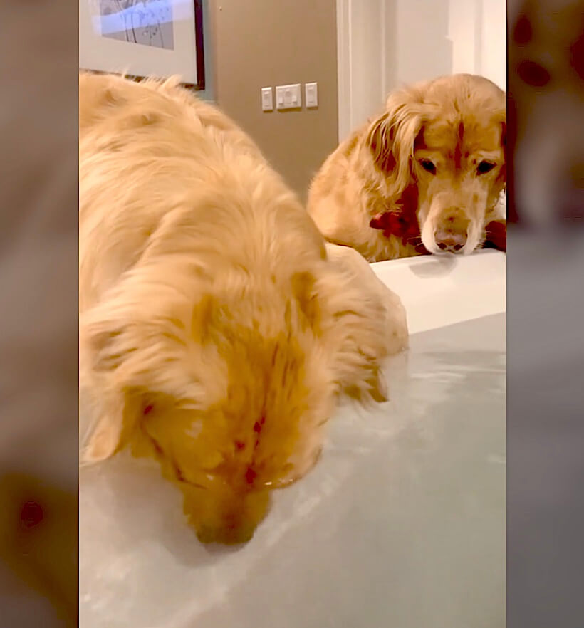 ゴールデンレトリーバー,動画