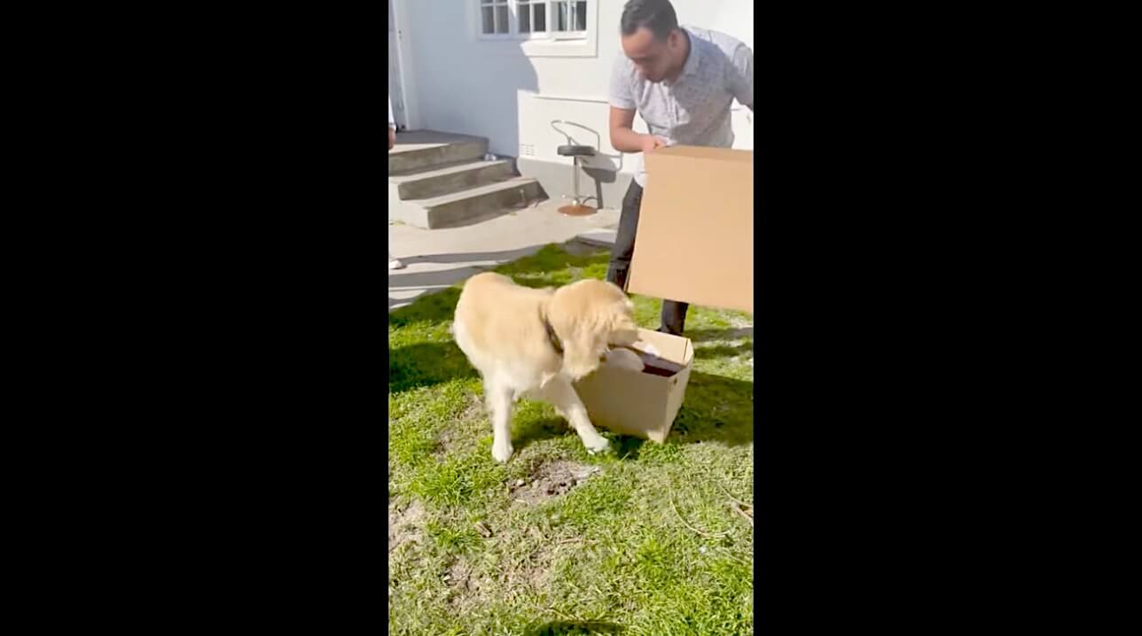 ゴールデンレトリーバー,動画