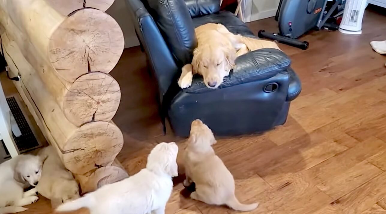 ゴールデンレトリーバー,動画