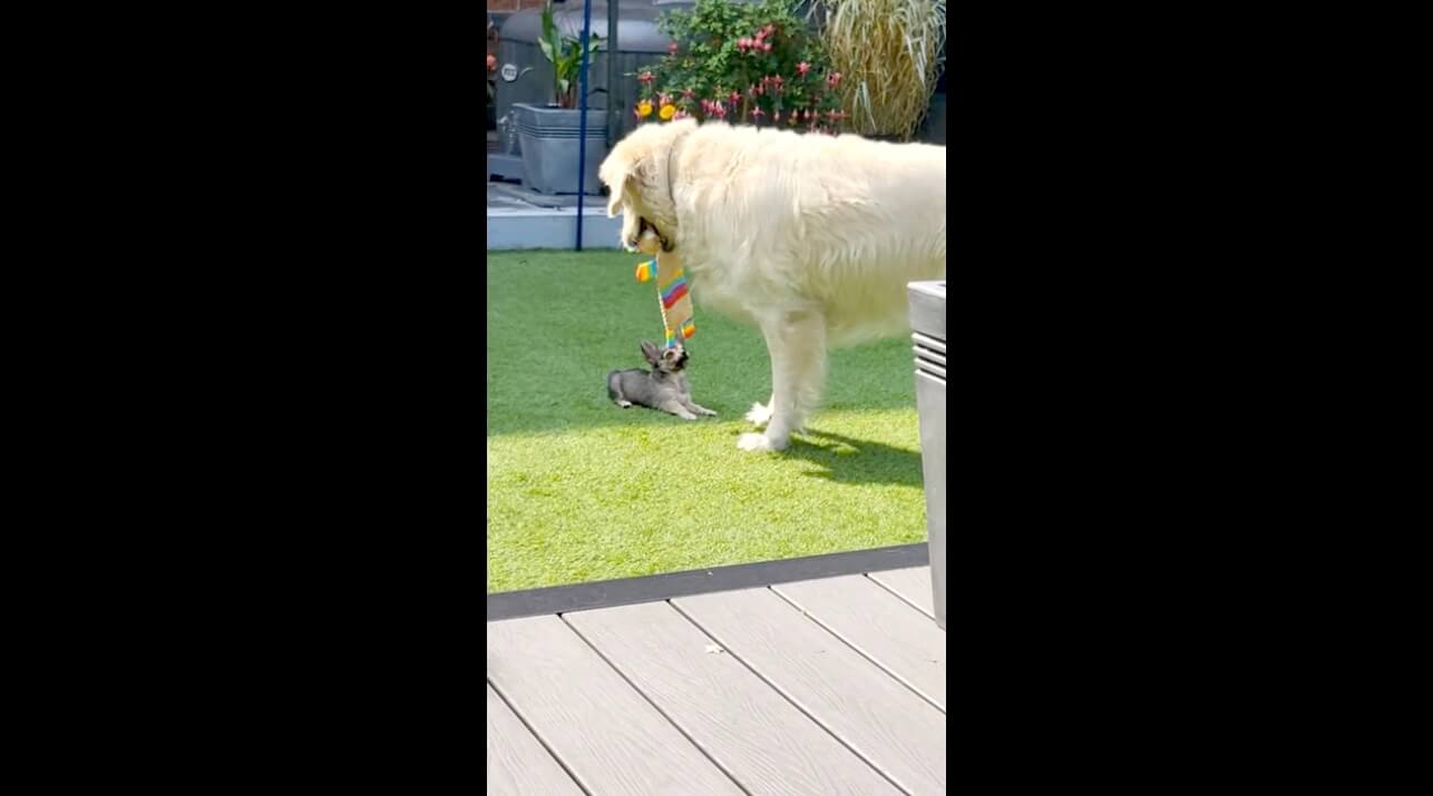 ゴールデンレトリーバー,動画