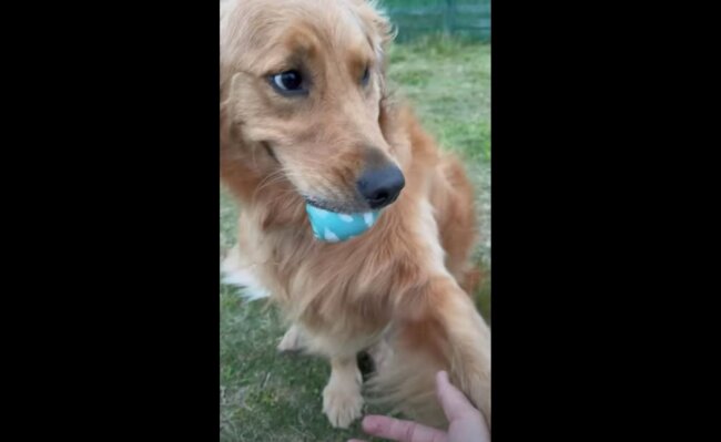 ゴールデンレトリーバー,動画