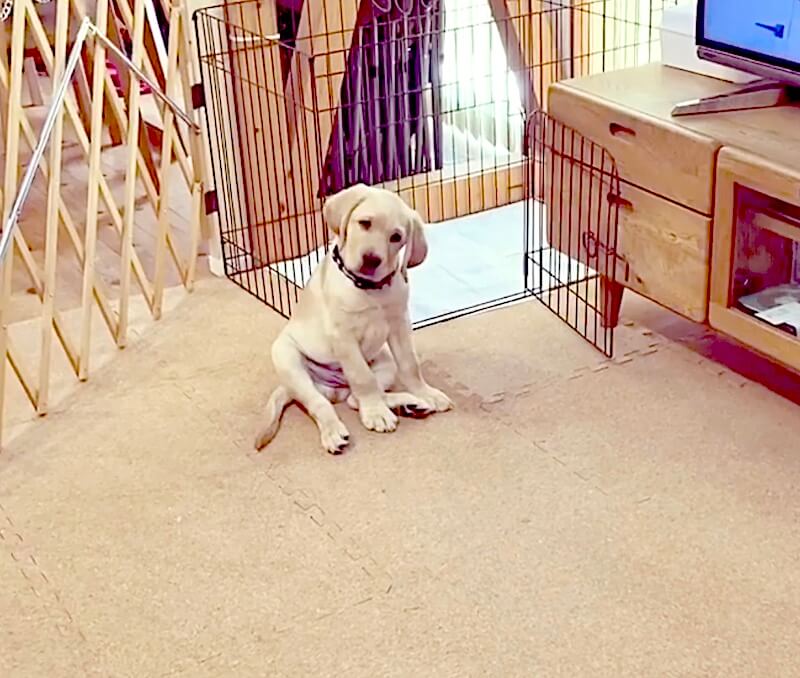 ラブラドールレトリーバー,動画