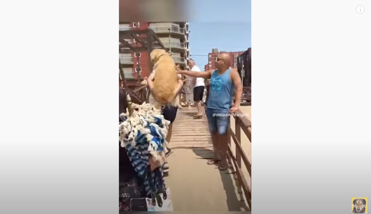 ゴールデンレトリーバー,動画