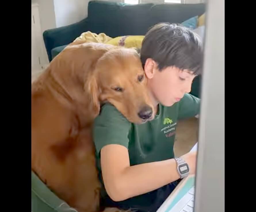 ゴールデンレトリーバー,動画